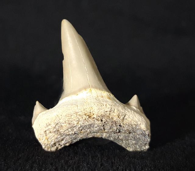 Cretalamna borealis (PRIEM 1897) - Bild &copy; FossNet FossilienStore